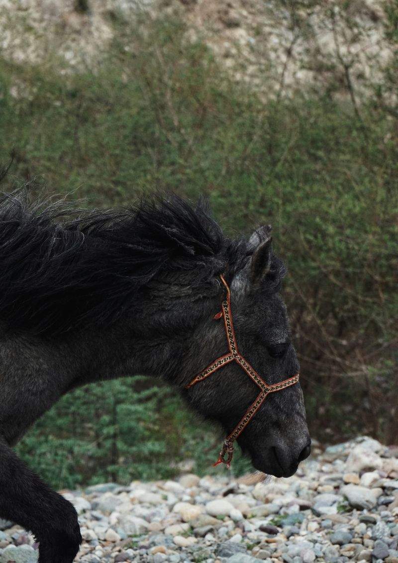 Pourquoi la promenade à cheval en Provence séduit de plus en plus de cavaliers