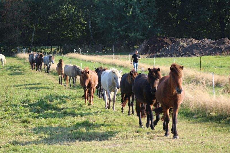 Préparer une balade à cheval réussie : nos conseils pratiques