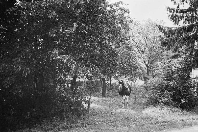 Marche Équestre Provence 11