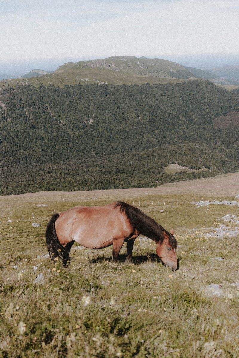 Marche Équestre Provence 6