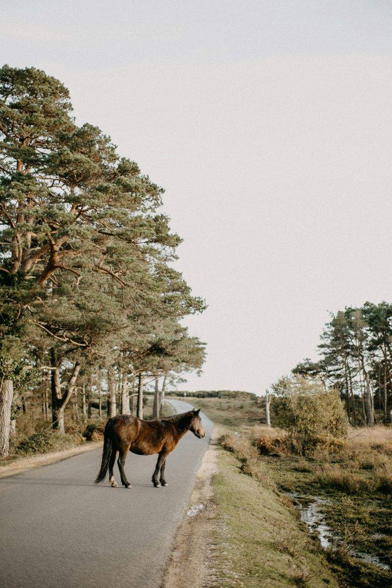 Promenades quotidiennes de chevaux en main