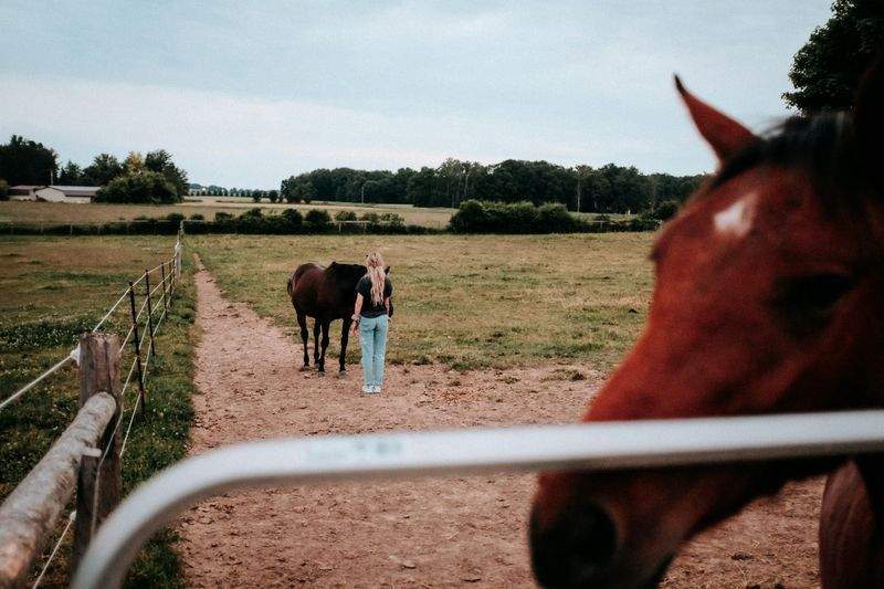 Marche d'accompagnement pour jeunes chevaux en apprentissage