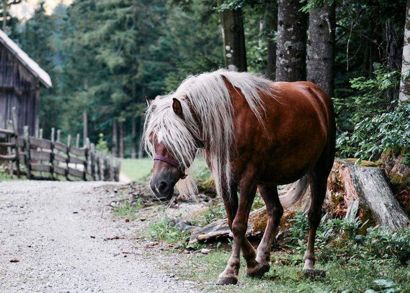 Accompagnement personnalisé selon l'état physique et le tempérament du cheval